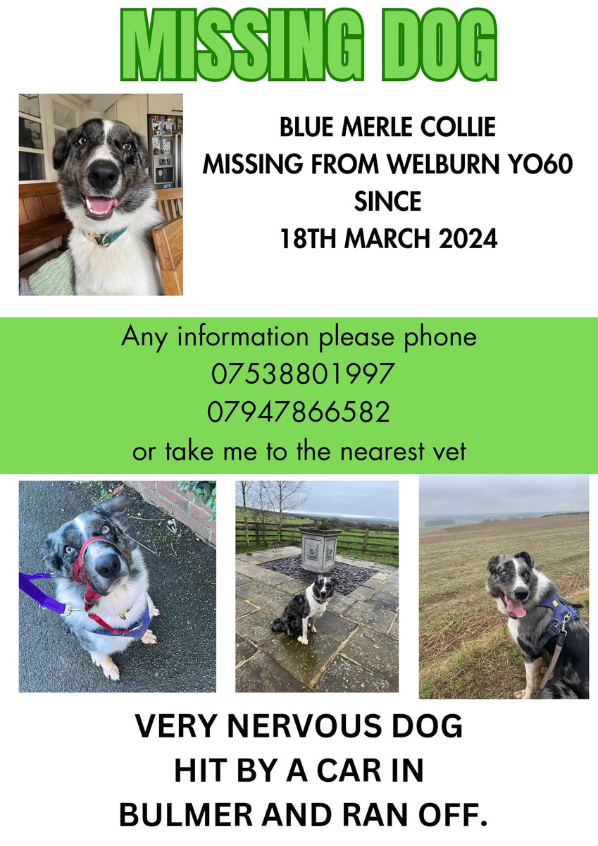 REMY a Blue Merle collie missing on walk in Welburn York YO60 18th March. He is a very nervous rescue dog 
REMY ran towards Bulmer and was hit by car &amp; ran back towards Welburn but vanished &amp; has not been sighted since. 
REMY is a long way home in Stockton On Tees.
#findremy