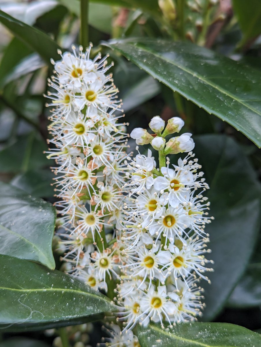 Lovely Laurel. 🌿🤍✨ ✌️😌 #GardensHour #Flowers