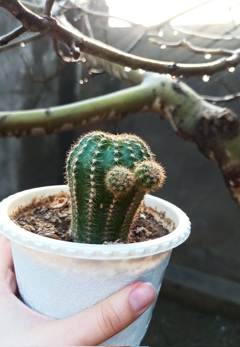 نەوا tweet media