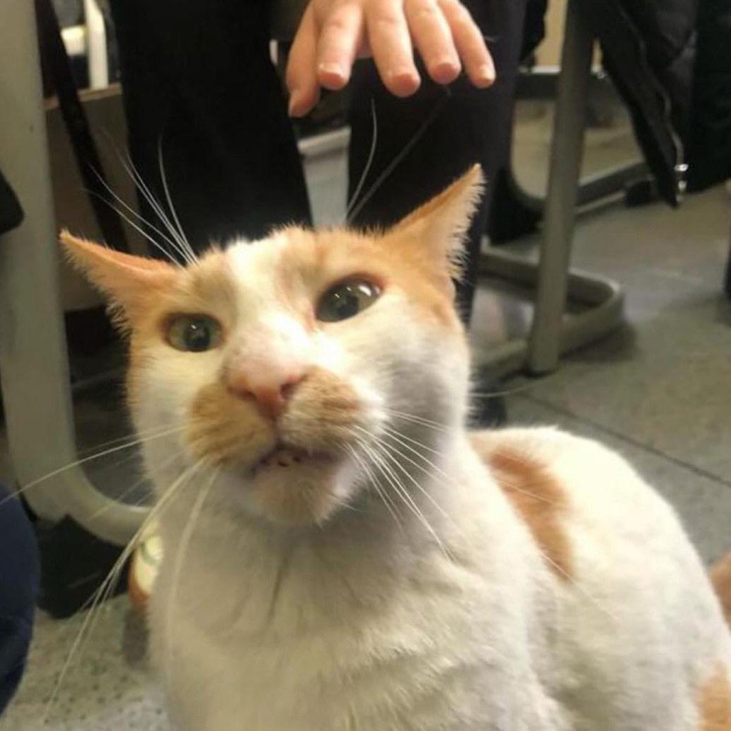 Eros için adalet sağlansaydı hayati bir emsal karar olacaktı. Ne Şirine kedi 4. kattan ne de Faruk kedi 5. kattan atılmayacaktı. Bu şiddet dalgasına dur deyin !

Caydırıcı, yatarı olan, emsal cezalar şart !
Ekmek gibi, su gibi ihtiyacımız var. 
#farukiçinadalet 
#erosiçinadalet