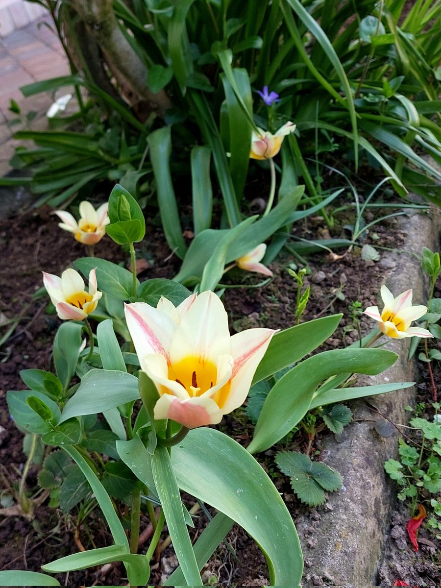 Waterlily Tulips in my garden this week! #GardensHour #GardeningTwitter #flowerphotography #GardeningX 🌿