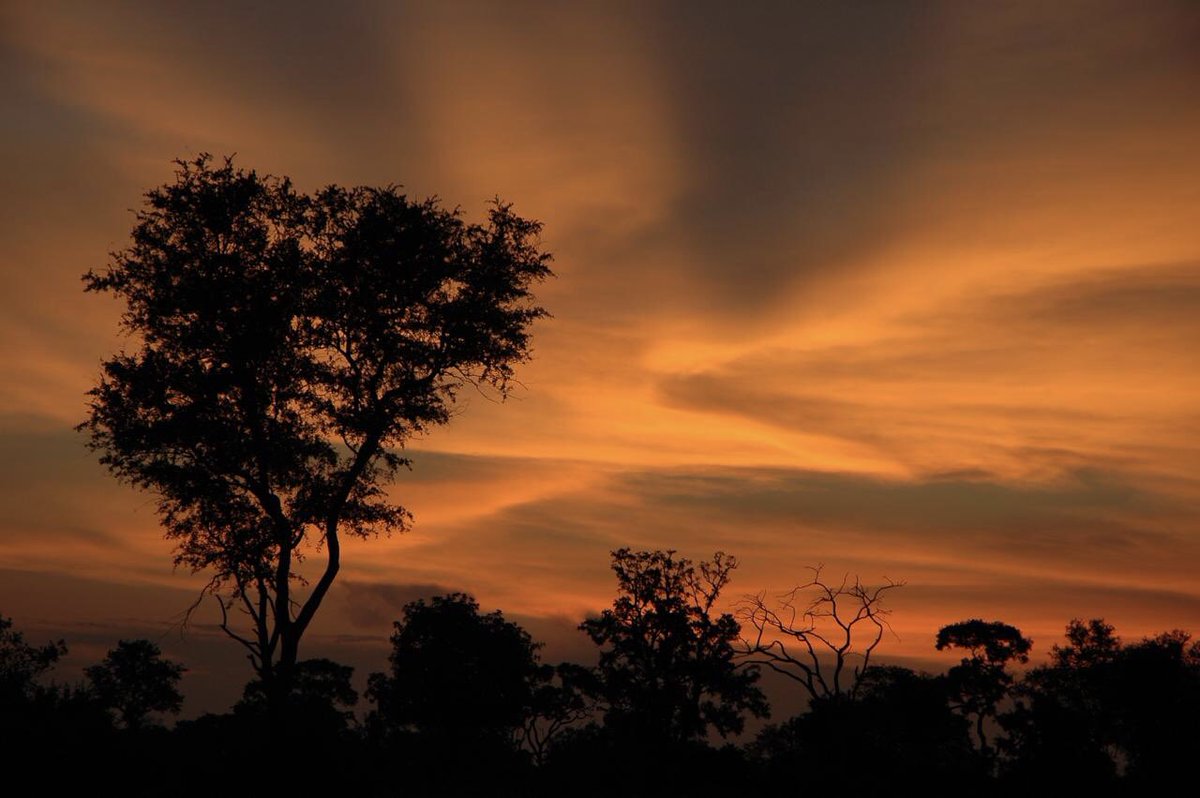 Pangolin365's tweet photo. Vumbura Okavango Delta Botswana - No editing and no filters just another spectacular African sunset complimented by the sounds of Hyena’s calling. https://t.co/ZzES1duEe2