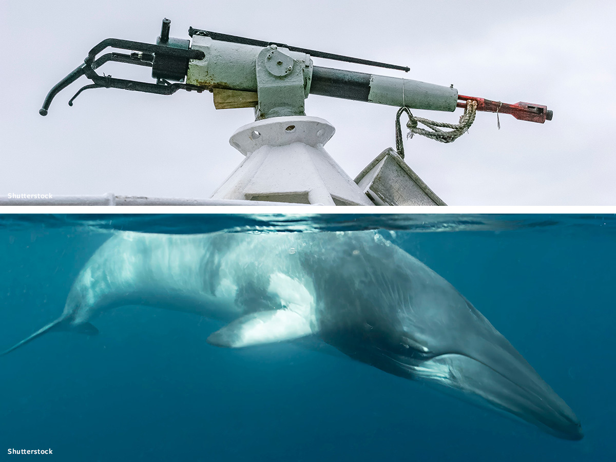 Norway Plans to Kill Again & Even More Whales! The Norwegian government has increased the number of whales it can kill during its 2024 whaling season to 1157 whales. This is an increase of 157 whales from the 2023 quota