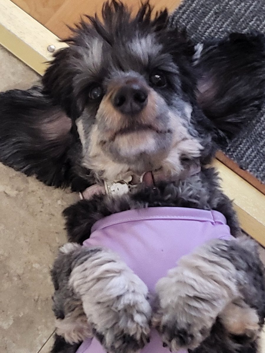 MoxietheDoxie- Dachshund tweet media