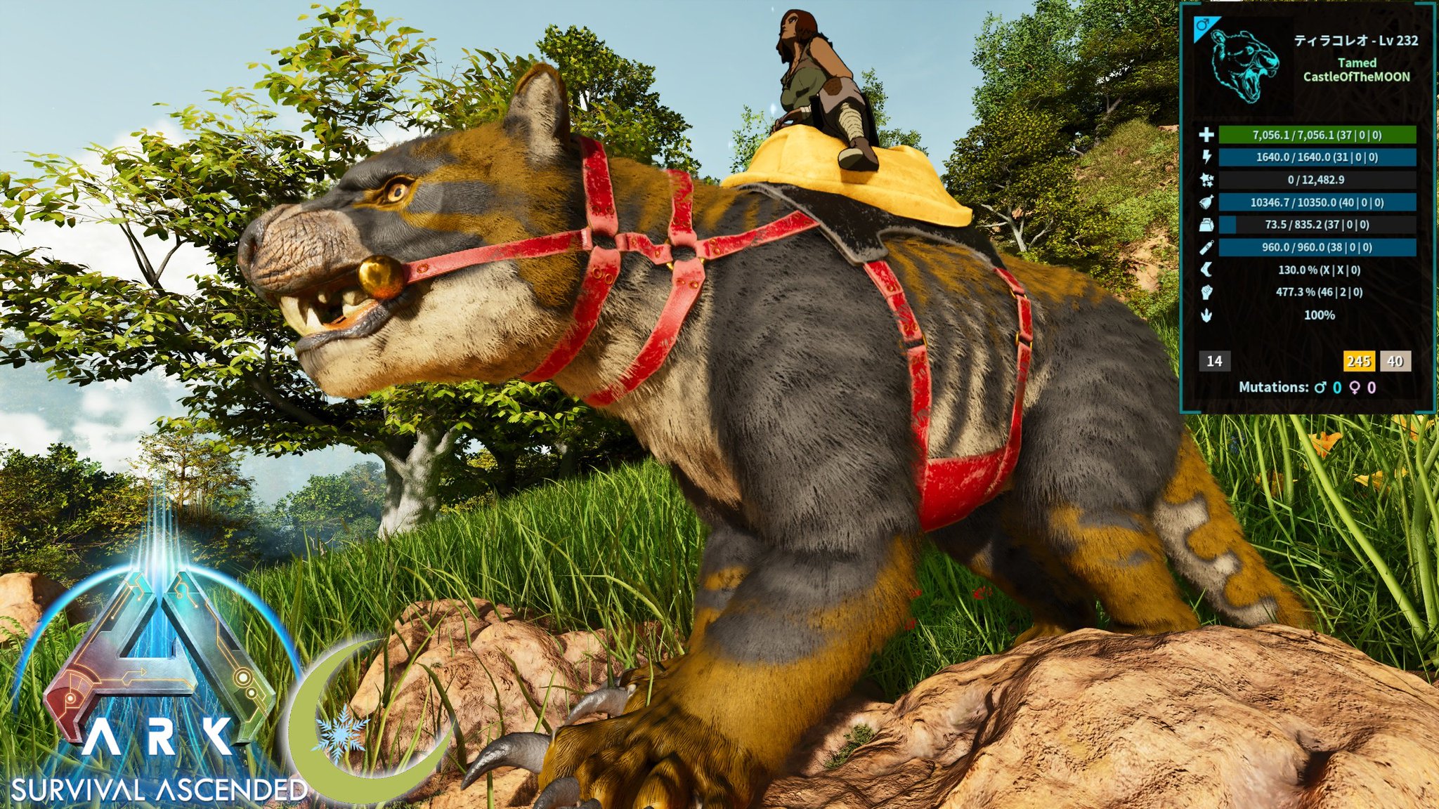 激レア美品　国産Noah's ark SPARK SID 152.5 オガサカ NOAH'S ARK YELLOW 黄 <ノアズアーク>｜平野楽器 ロッキン