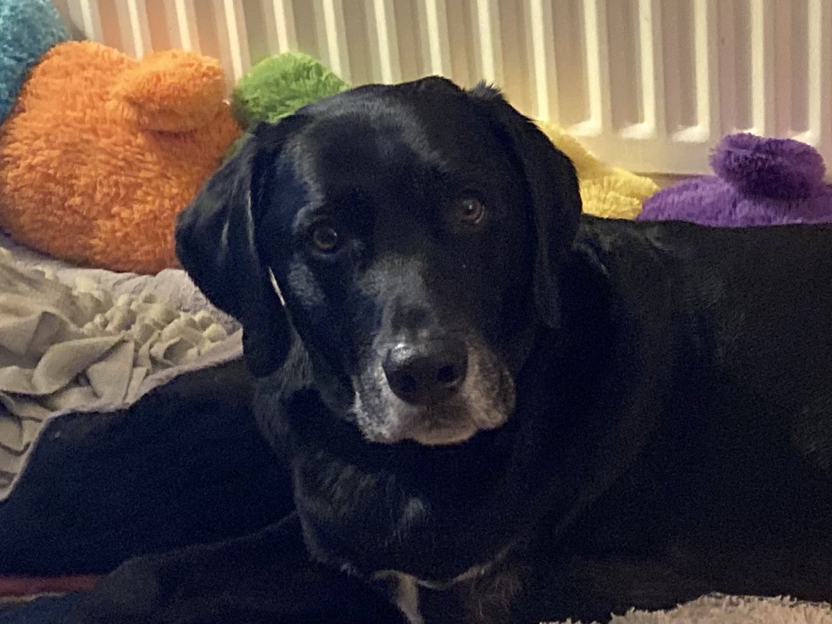 Charlie Three Paws tweet media