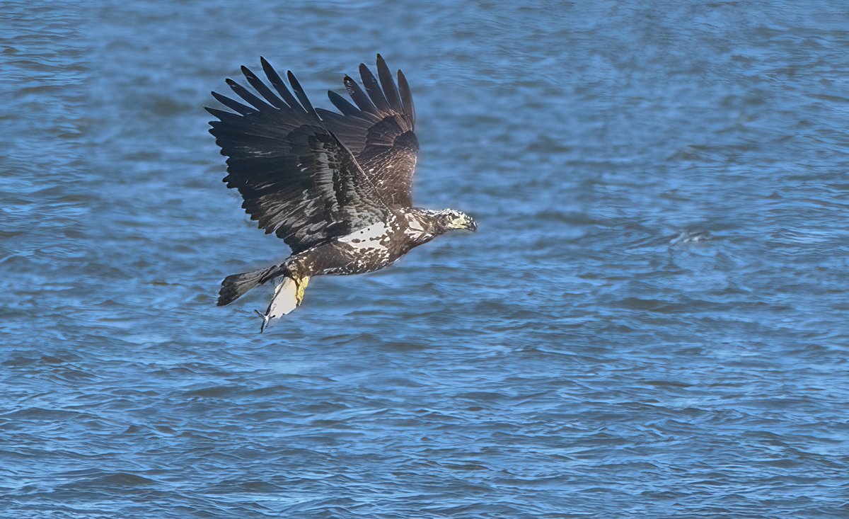 The Mottled Marauder Juvenile Bald Eagle Seen in the waters off Great Kills, #StatenIsland #NYC #Birds #BirdsofPrey #Raptors #Eagles #Nature #Flight