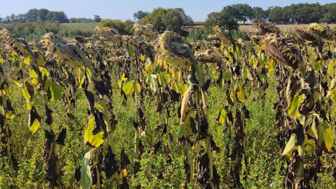 Les #légumineuses pérennes peuvent offrir des avantages agronomiques en association avec des grandes #cultures. Leur contrôle en culture doit cependant être bien géré sous peine de fortes pertes de rendement. #Agriculture #France 👉 agri-mutuel.com/cultures/retou…