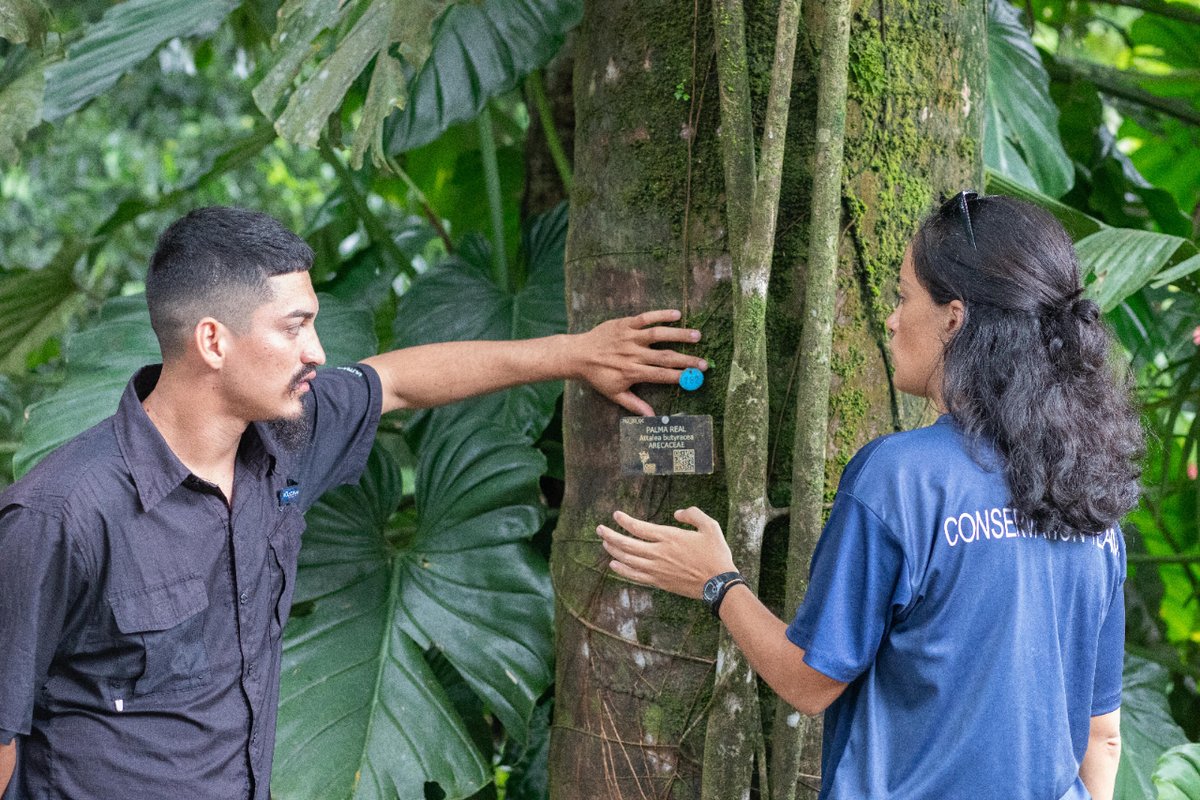 Embark on over 30 km of trails, immersing yourself in #nature while delving into tree #ecology with our interpretive signs and QR codes. Featuring 300+ #native, #endemic, #rare, and #threatened tree species, the Osa #arboretum is an invaluable tool for nature.