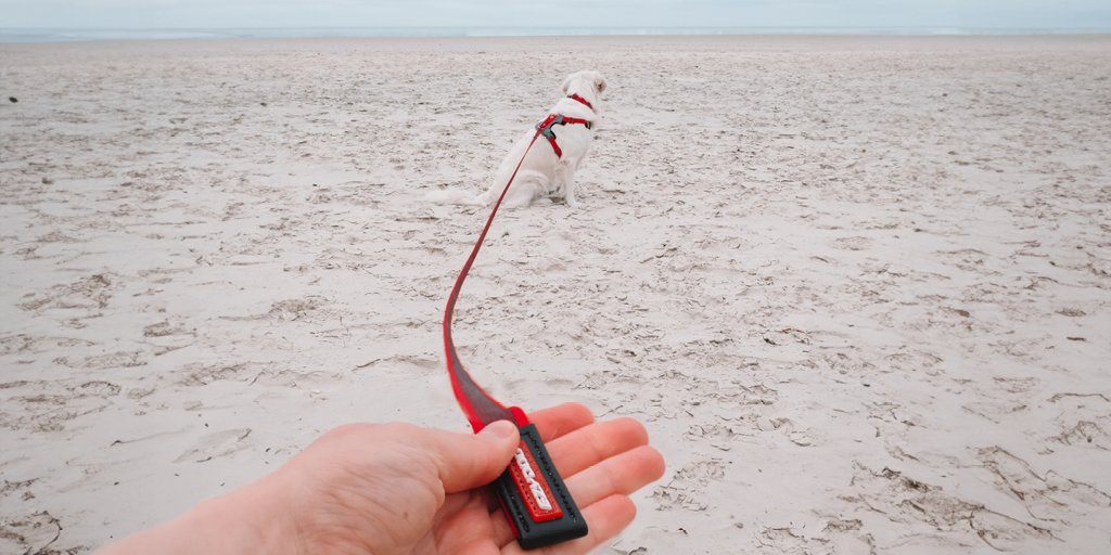 With 5 metres worth of length, our Track 'n' Train lead is sure to be the ideal choice in allowing your dog to roam whilst still maintaining control. #ezydog #dog #dogs #doglead #dogleash #lead #leash #beach #running #goldenretriever