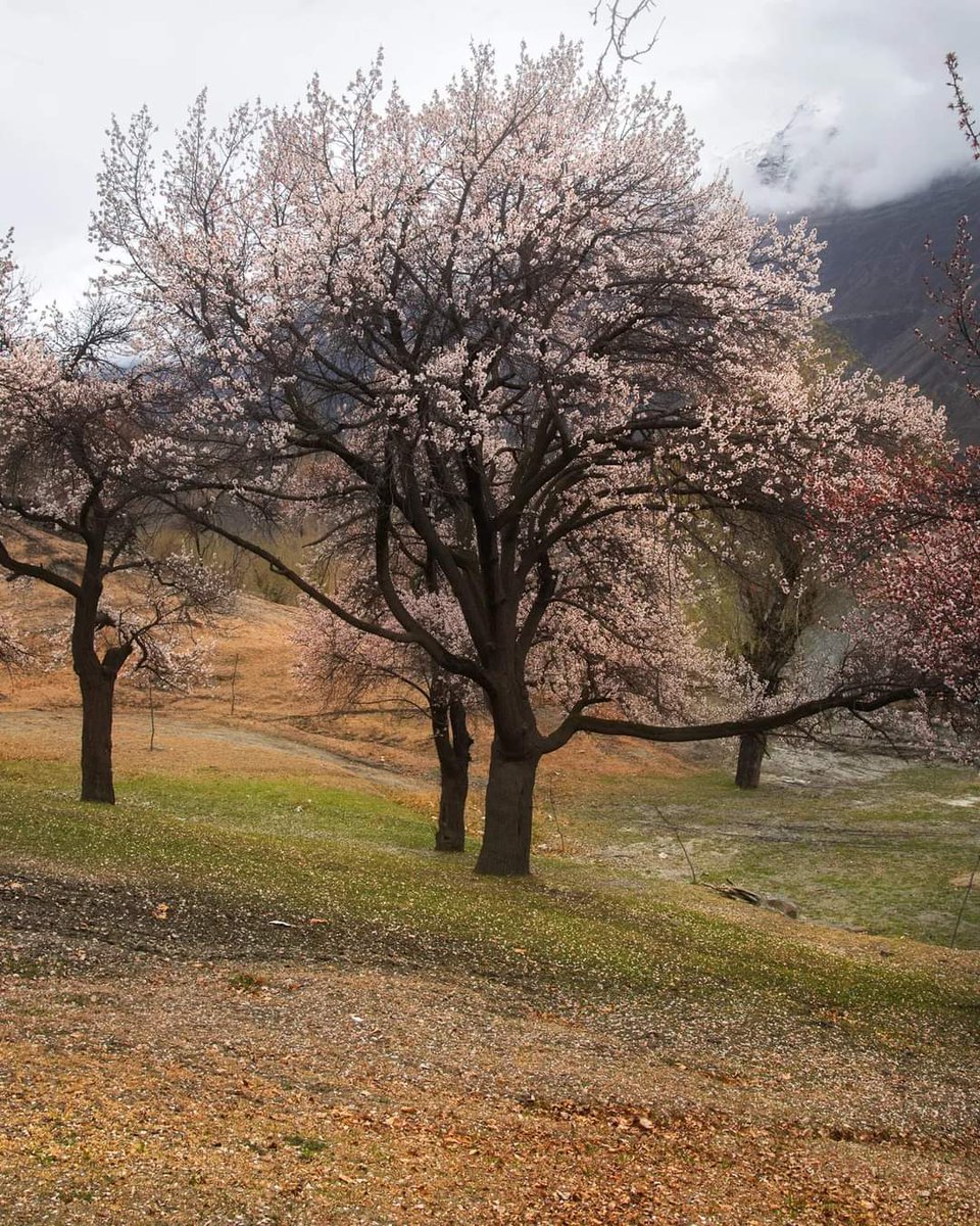 Hunza's beauty of autumn and spring in one picture. Full images as well. Follow me on Instagram instagram.com/ali_awaiss?igs… #DiscoverKarakoram #GilgitBaltistan #SpringFestival #Springfield #Blossom #spring 🌸 🌼 #Karakoram #Hunza #Gilgit #autumn #Fall 🍂 🍁 🎑