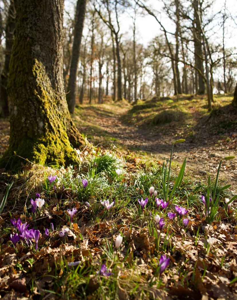 Whether you want to start, develop or grow your #rural business, #enterprise or self-employed practice, we can #support you this spring. Speaking to an Enterprise Facilitator can give you confidence, motivation & knowledge to get going, overcome challenges, or take the next step.