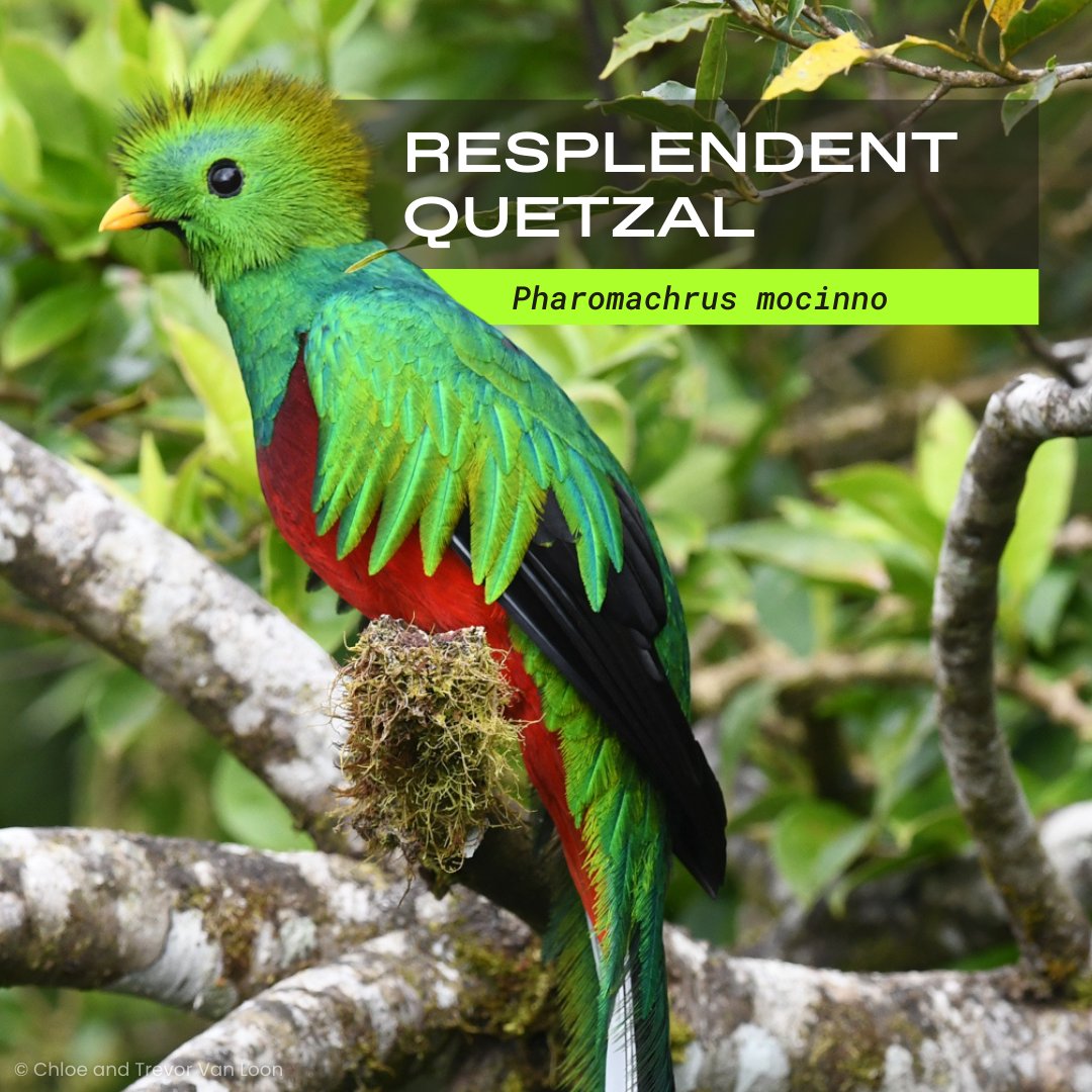 The final piece to our #WorldWildlifeDay series is here! 🌍 May we introduce, the resplendent quetzal!