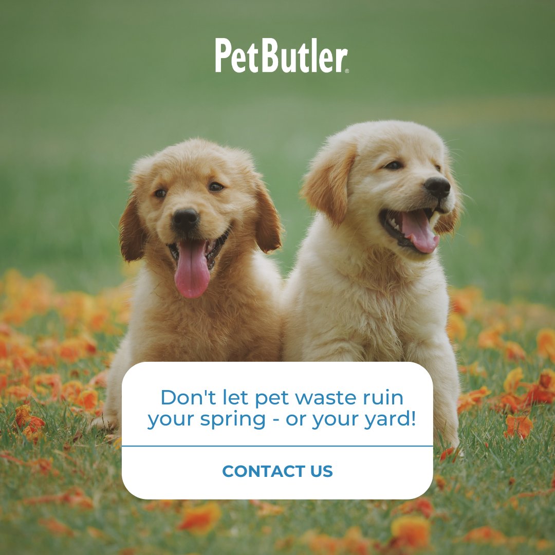 PetButler's tweet image. Welcome spring without worrying about yard cleanup. 💩

Our team ensures your lawn is pristine, so you can enjoy what you love. Don't let pet waste ruin your spirits - or your yard – let us handle the dirty work while you sit back &amp;amp; relax. 🌷🌞 bit.ly/3Swtoj5