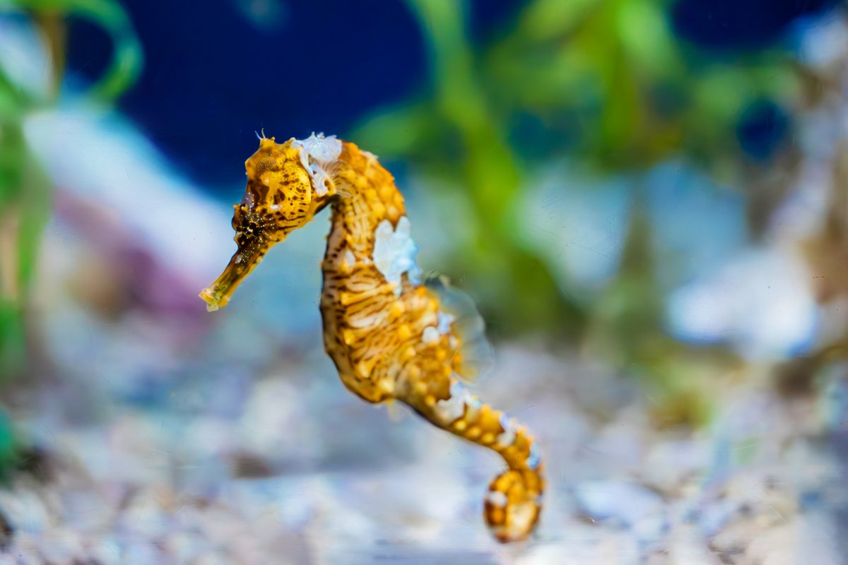 Not all fish can swim like a fish … Seahorses rely on stealth, not speed! Due to their unique body shape, they’re some of the slowest swimmers in the sea.