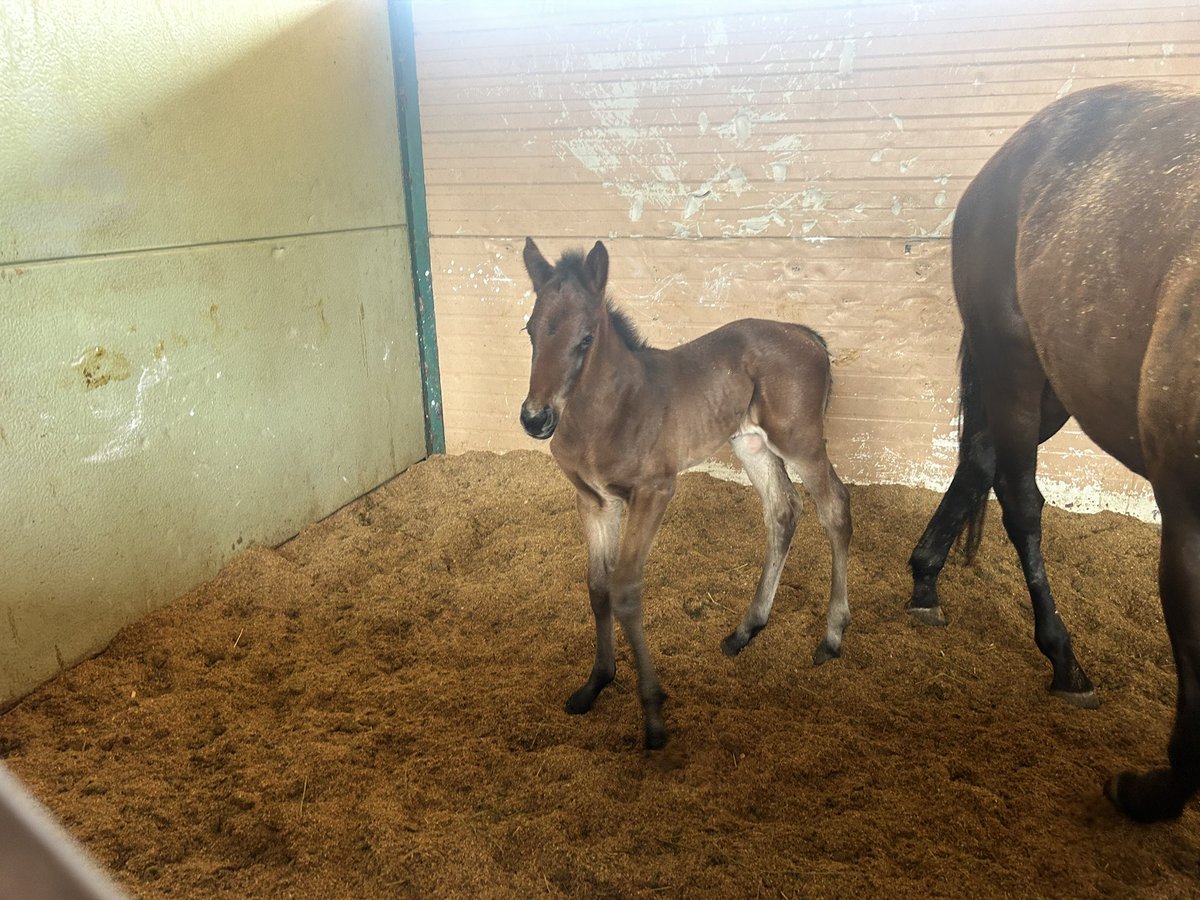 Johnny Taboada (@jtaboada12) on Twitter photo Meet the first 4 babies of 2024 crop by “Touched by Autism”…the journey continues raising Autism Awareness through horse racing reaching out to many families… the story goes on!@GeoNfoundation <a href="/taboadaracing/">Horses for Autism (Taboada Racing Stables)</a> #AutismAwareness #horsesforautism Meet the first 4 babies of 2024 crop by “Touched by Autism”…the journey continues raising Autism Awareness through horse racing reaching out to many families… the story goes on!@GeoNfoundation <a href="/taboadaracing/">Horses for Autism (Taboada Racing Stables)</a> #AutismAwareness #horsesforautism