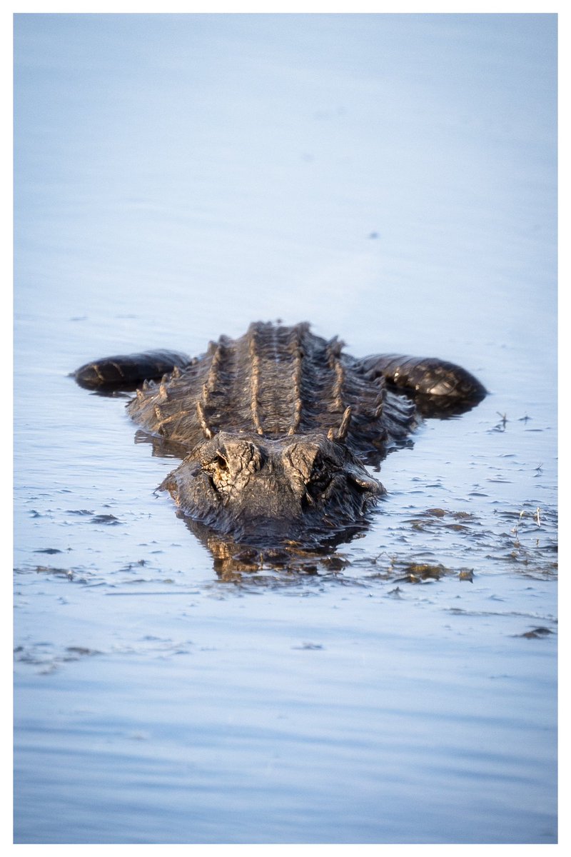 Morning stare down. North Florida.