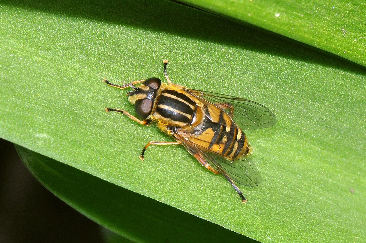 Fabulous #flies - there was a tiger basking in the sunshine in our garden in Oxford on Saturday - although common it's always hard to resist photographing a Tiger Hoverfly (Helophilus pendulus) @BBOWT @TVERC1 #FliesofBritainandIreland @gailashton @Ecoentogeek @flygirlNHM