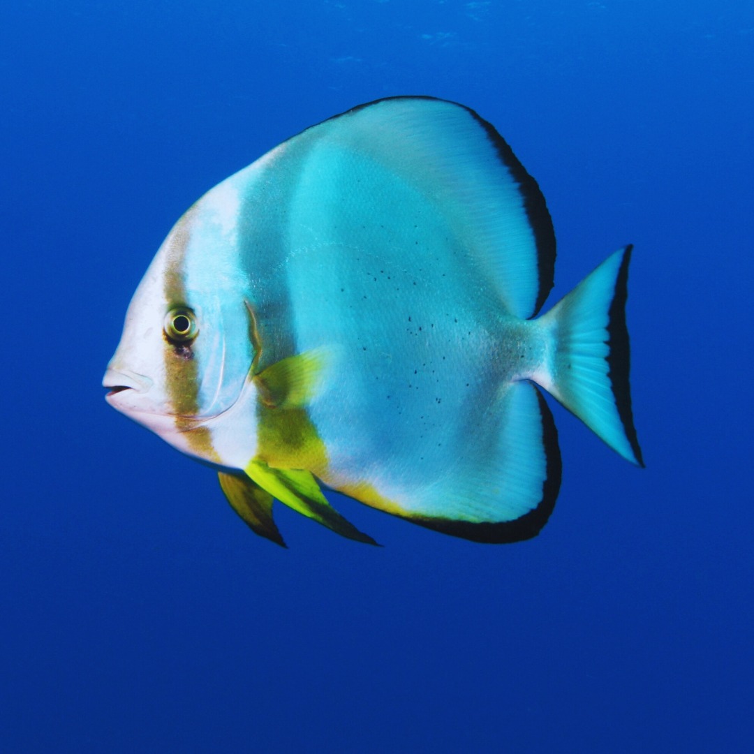 BonoParques tweet media