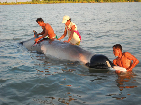 delphindae's tweet image. Hello everyone following from the Bottlenose Whale video. Since that made it startlingly apparent to me just how little folks not deeply interested in cetaceans knew about Beaked Whales, let me introduce you to one of my favourites, the Strap-Toothed Whale!