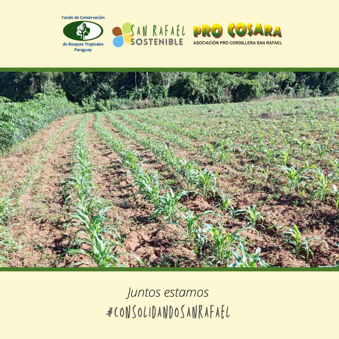 PRO COSARA tweet media