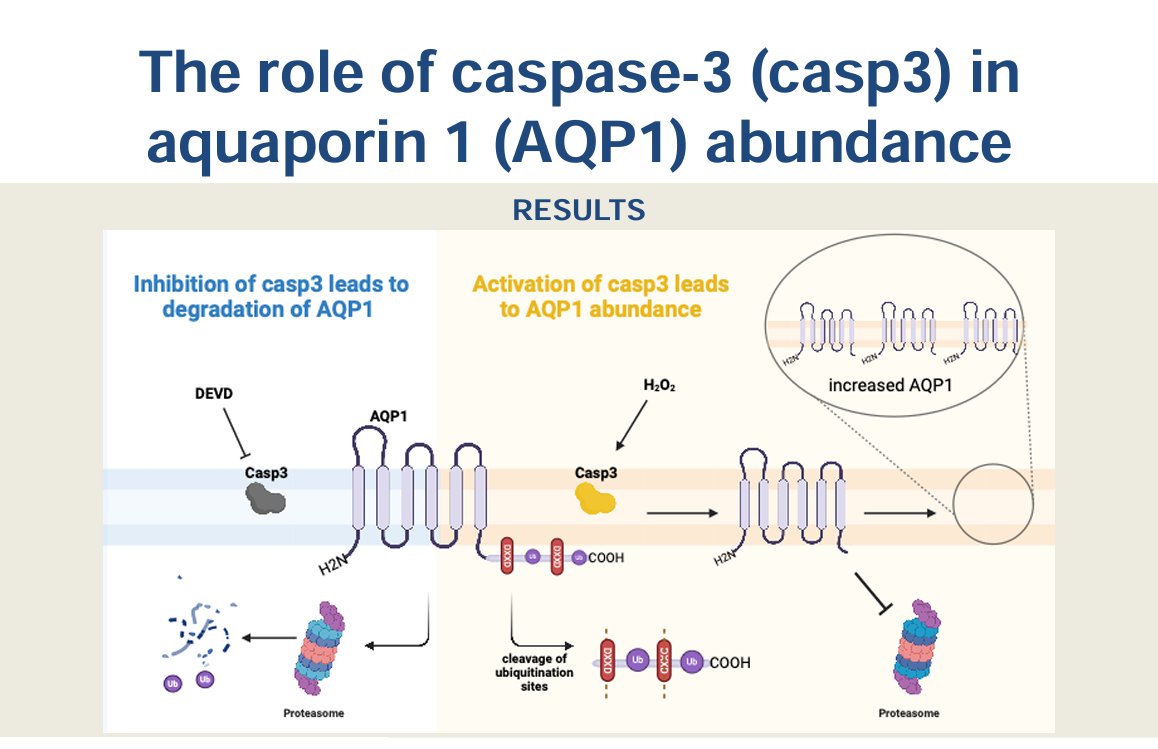 This great #ArticleinPress piece comes from a team at @HopkinsPCCM. A Novel Interaction Between Aquaporin 1 and Caspase-3 in Pulmonary Arterial Smooth Muscle Cells (@ShannonNiederm1 et al.): ow.ly/zSxr50R1nnt #Lung #Myocytes #Hypertension