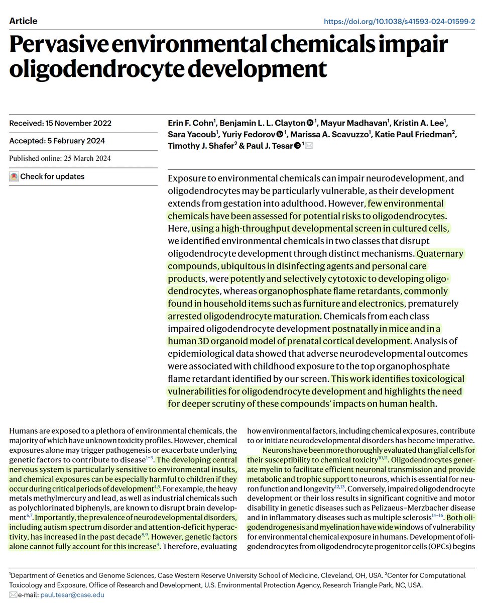 New and worrisome: common household chemicals can directly harm oligodendrocytes, brain health nature.com/articles/s4159… @NatureNeuro @TesarLab @CWRUSOM Quarternary ammonium compounds (disinfectants) and organophosphate flame retardants implicated from organoids and expt'l models