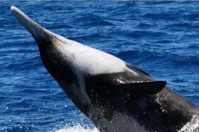 delphindae's tweet image. Hello everyone following from the Bottlenose Whale video. Since that made it startlingly apparent to me just how little folks not deeply interested in cetaceans knew about Beaked Whales, let me introduce you to one of my favourites, the Strap-Toothed Whale!