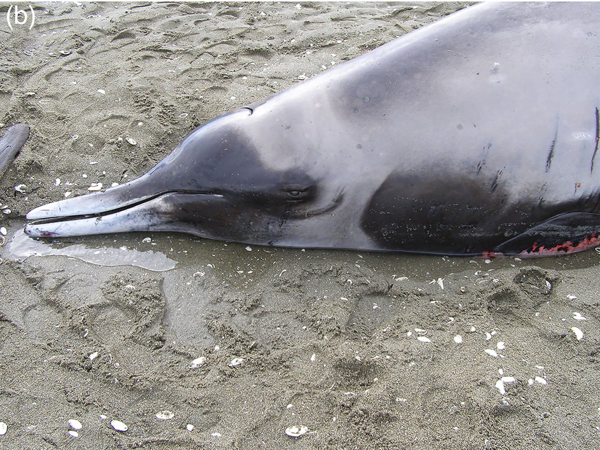 delphindae's tweet image. Hello everyone following from the Bottlenose Whale video. Since that made it startlingly apparent to me just how little folks not deeply interested in cetaceans knew about Beaked Whales, let me introduce you to one of my favourites, the Strap-Toothed Whale!
