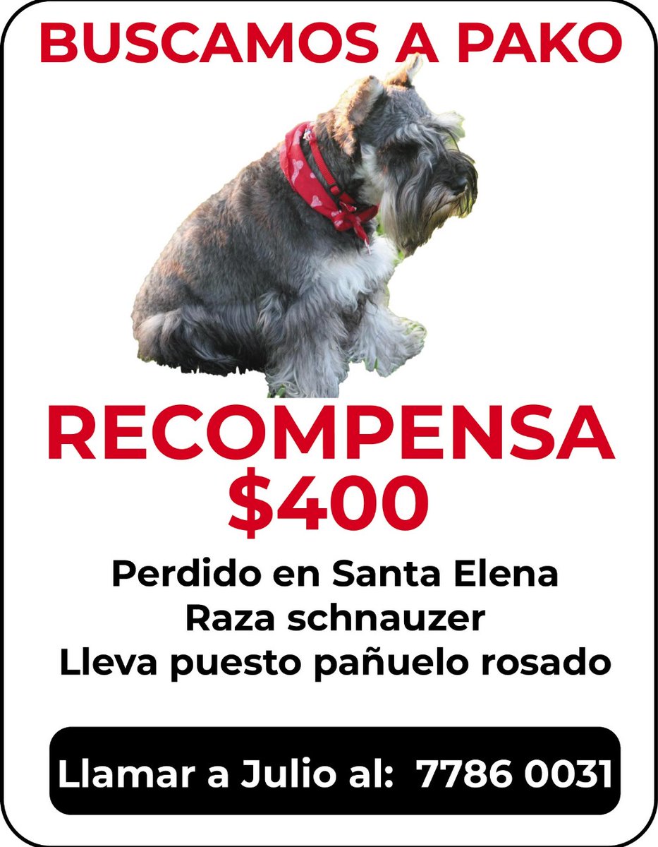 elsalvadorcom's tweet photo. #ServicioSocial #Extraviado | Ayúdanos a encontrar a Pako, un perrito de raza Schnauzer, visto por última vez en Santa Elena. Cualquier información comunicarse al número en la imagen. Foto: cortesía. https://t.co/XVzzmKt7OH