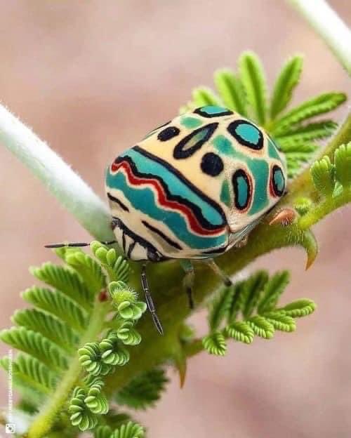 Sphaerecoris annulus, meglio noto come Picasso Bug. Queste decorazioni spaventano i suoi predatori. Gli insetti si difendono a colpi di bellezza. Noi dovremmo solo diventarne allievi. Ph. National Geographic