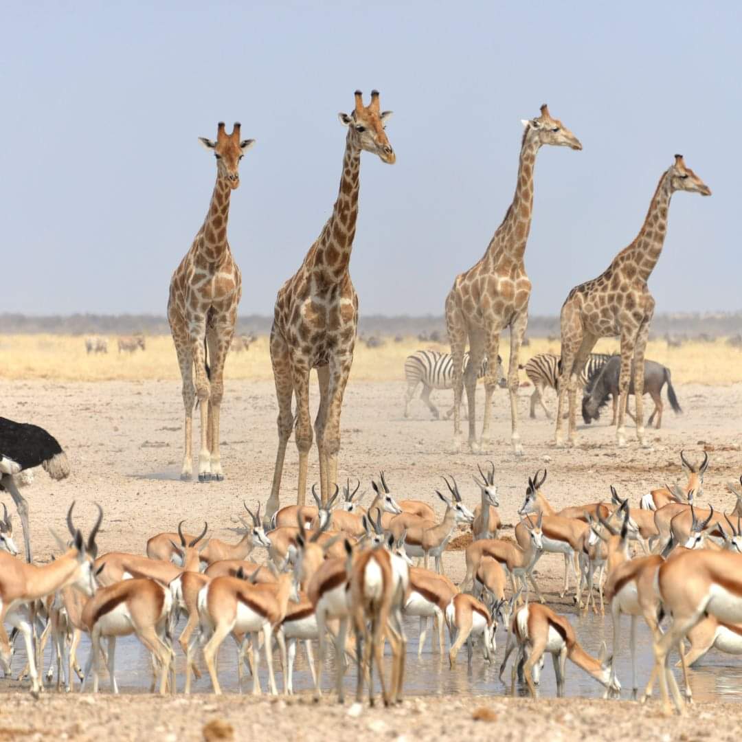 The Beauty of Namibia, Etosha National Park.