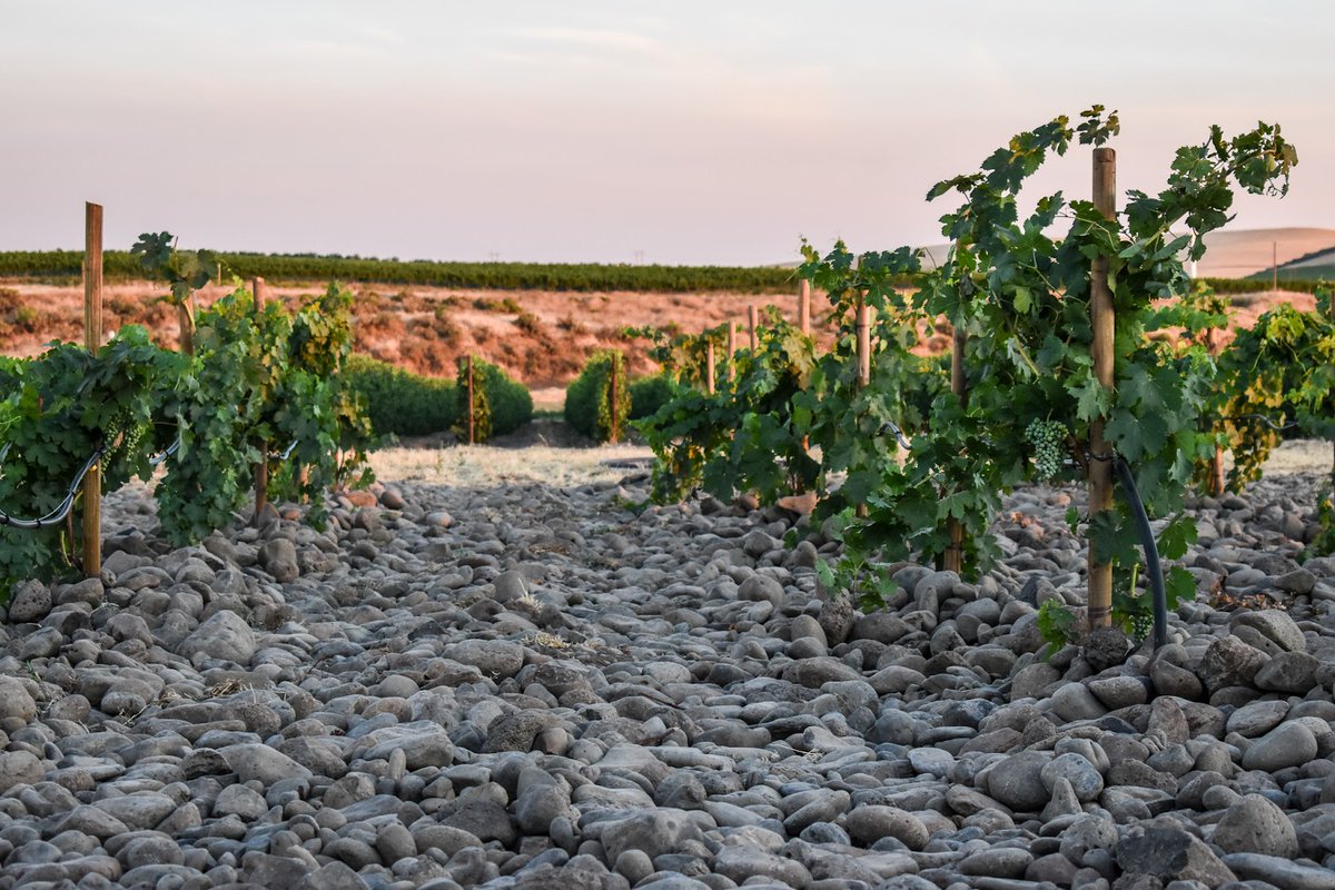 🌟 Who knew rock bottom could taste so good? We did! 🍇 The Rock District of Milton-Freewater is the only AVA in the Country whose boundaries were determined by a single landform and a single soil series…and it’s uniquely nested within the Walla Walla Valley AVA. 📷 ©Delmassrj