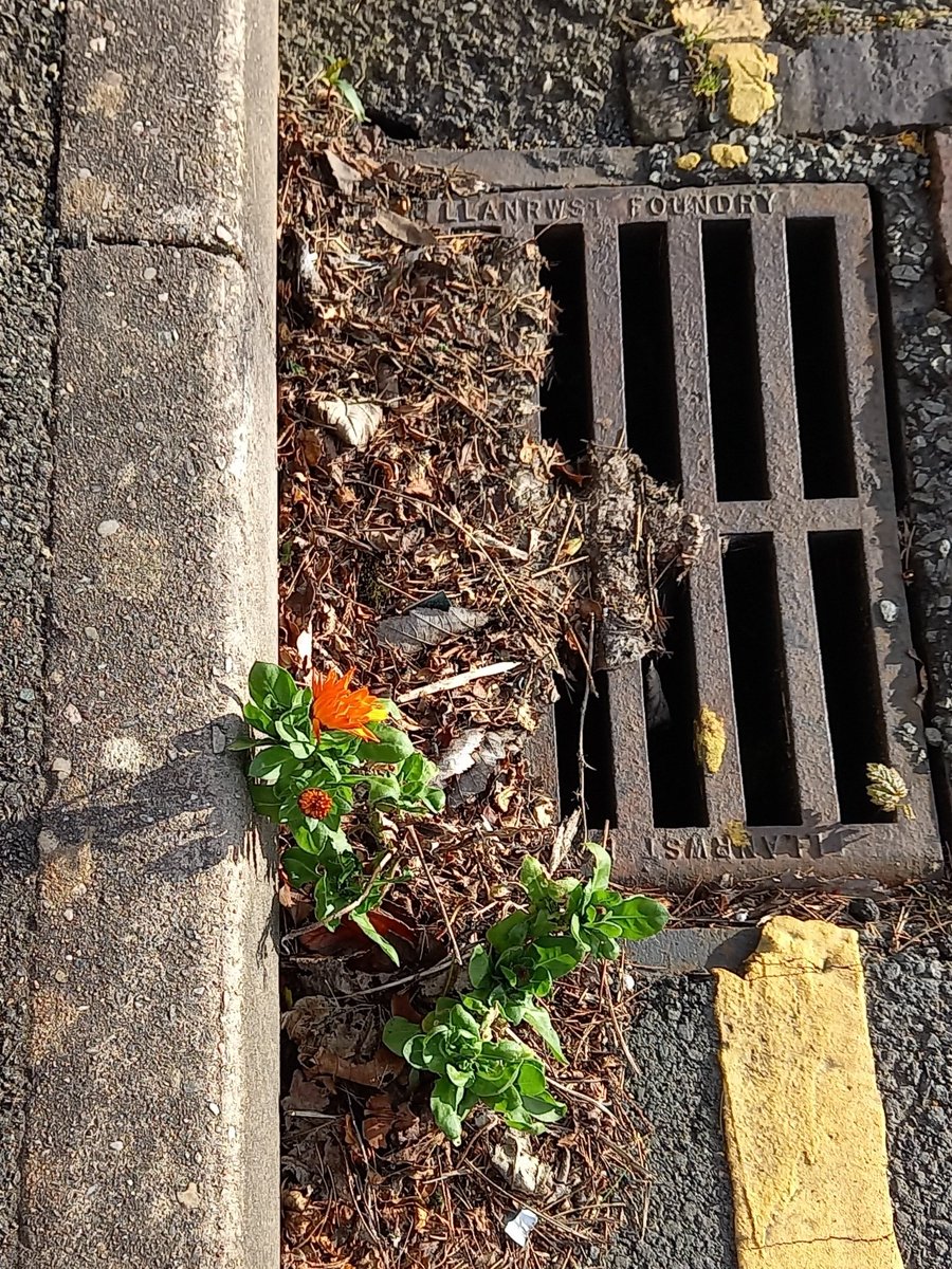 A pretty Pot marigold as a #pavementplant in Colwyn Bay today #InspiredByNature #MondayMotivaton @Love_plants @BSBIbotany @BSBICymru @NearbyWild @WildFlowerSoc @WildaboutPlants @NatureUK @concretebotany @Urban_Nature_UK @LGSpace @morethanweeds @wildstreets_org
