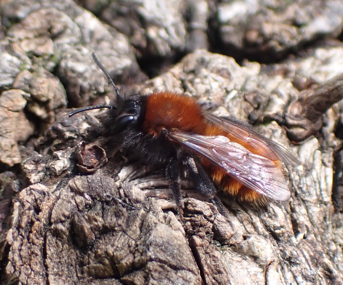 Bamboozled by a bee - thought I had a new species for a moment, then I realised it must be an 'intersex' stylopised Andrena fulva. Looks like a female but has male's white moustache and long mandibles. Last photo shows a proper female with black facial hair. @StevenFalk1
