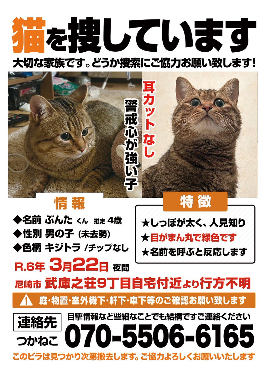 🚨迷子猫探しています🚨 尼崎市武庫之荘9丁目自宅付近より行方不明の