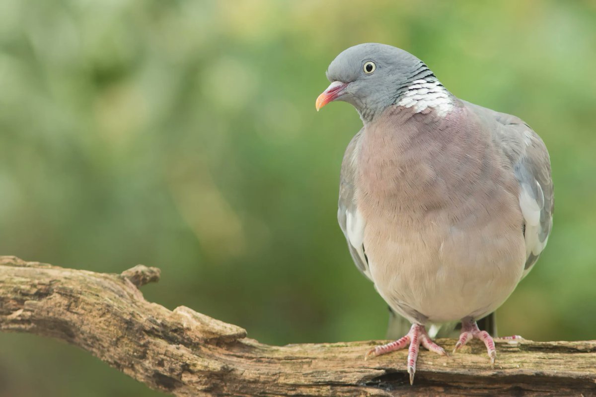 The Big Schools' Birdwatch results are in! This year’s number one bird is the Woodpigeon! The survey wouldn't have been possible without teachers and pupils becoming citizen scientists for the day. Thank you! rspb.org.uk/whats-happenin…