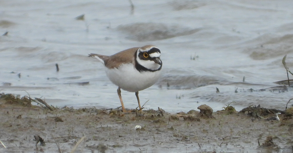 The colour-ringed Avocet, Blue C4, was still present today for it's 12th day. It was ringed as a fledgling at Conder Marsh, Lancashire in July 2023. At least 4 Little Ringed Plovers also dropped into today.