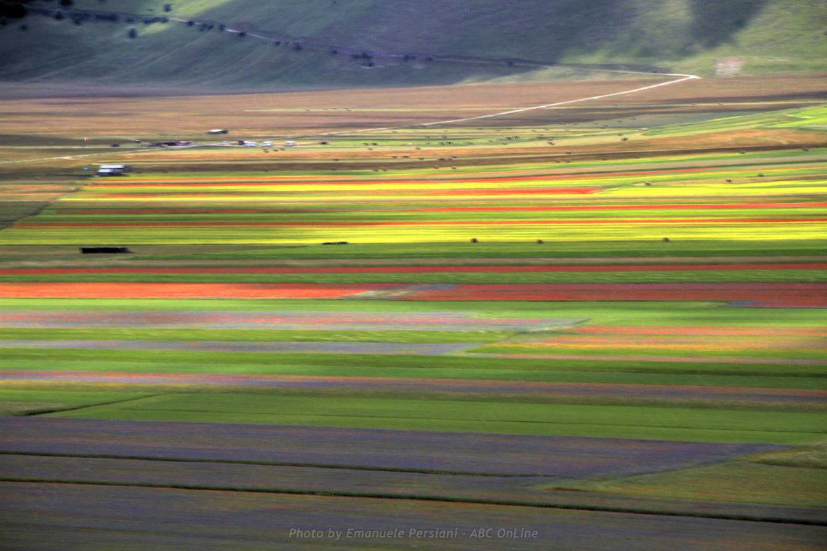 Settimana della Fioritura di Castelluccio di Norcia dlvr.it/T4blWl