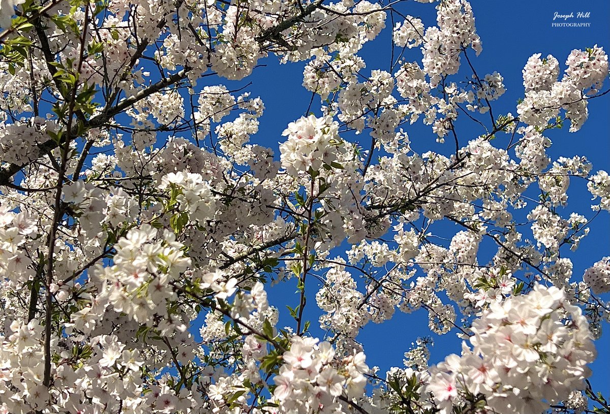 JosephHill3794's tweet image. Spring Sky🌸
Photo By: Joseph Hill🙂📸🌸

#SpringSky🌸 #bluesky #tree #springtree #prunus #flowers #beautiful #peaceful #nature #afternoon #daylight #springtime #spring #SpringVibes #springphotography #SouthernPinesNC #March