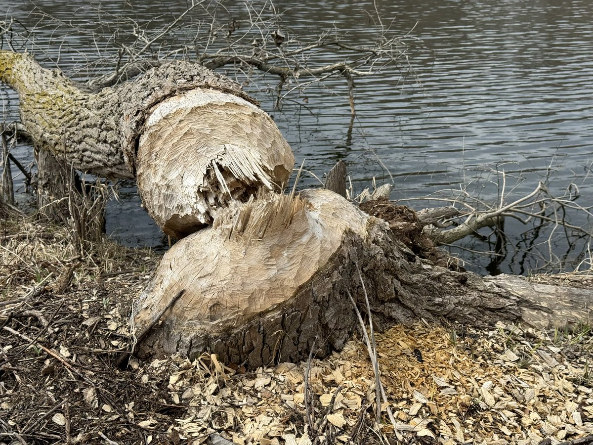 Nature is pretty neat! #GLCC #GullLakeCC #Beavers #TreeRemovals #LittleHelpers