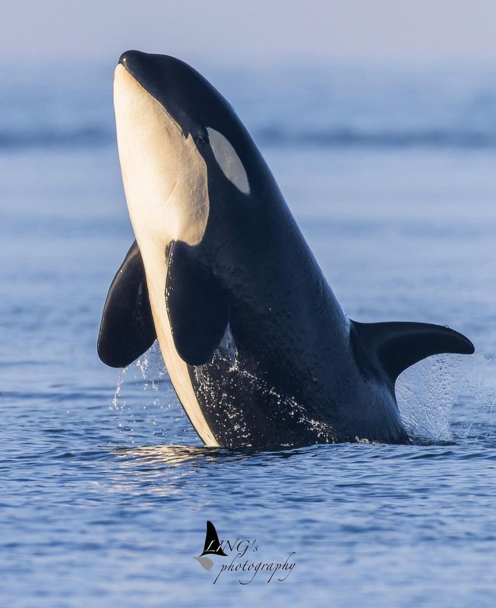 Lilli 🐚 tweet media