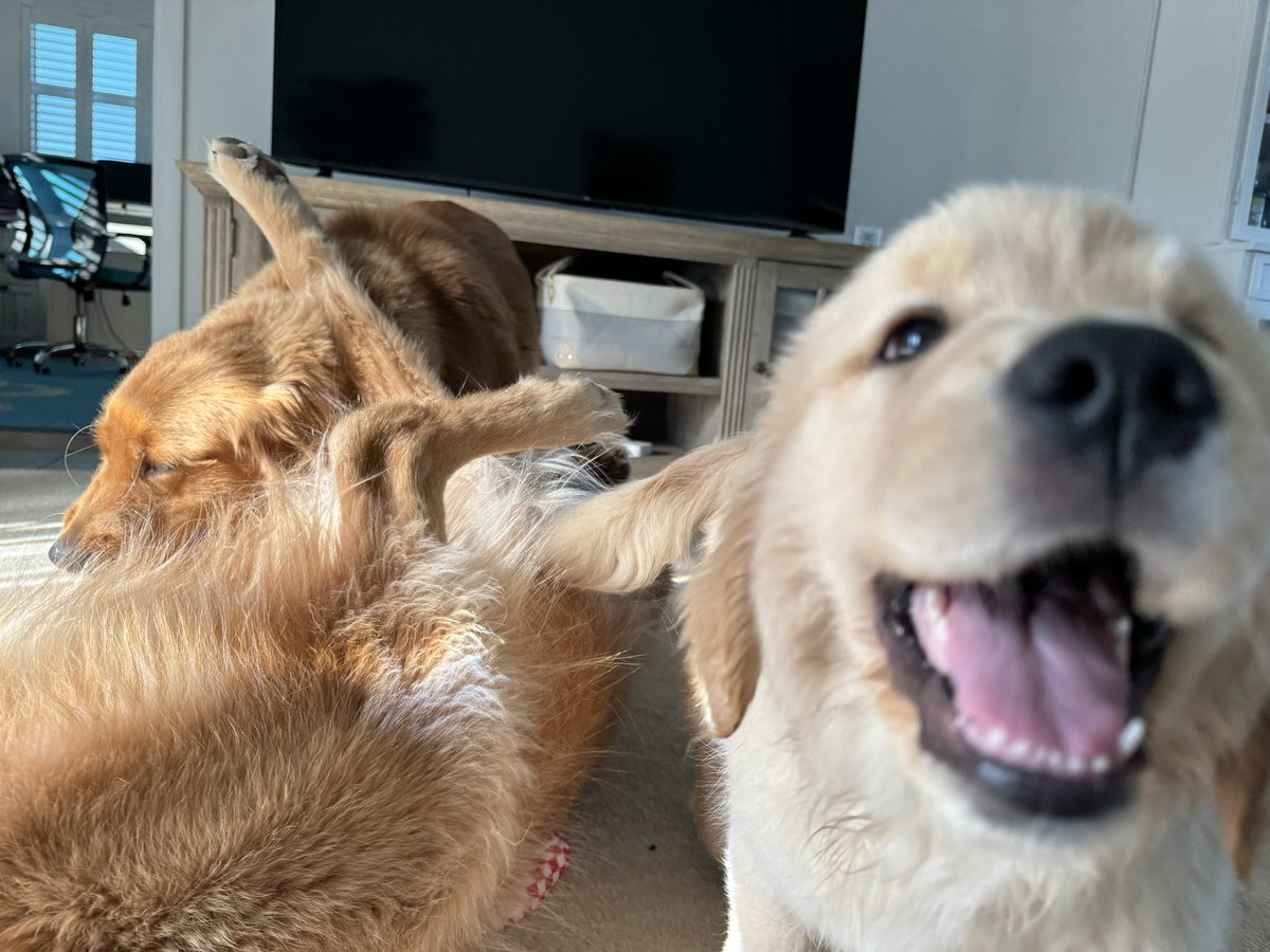 The Golden Ratio tweet media