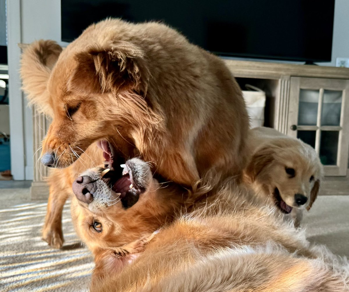 The Golden Ratio tweet media