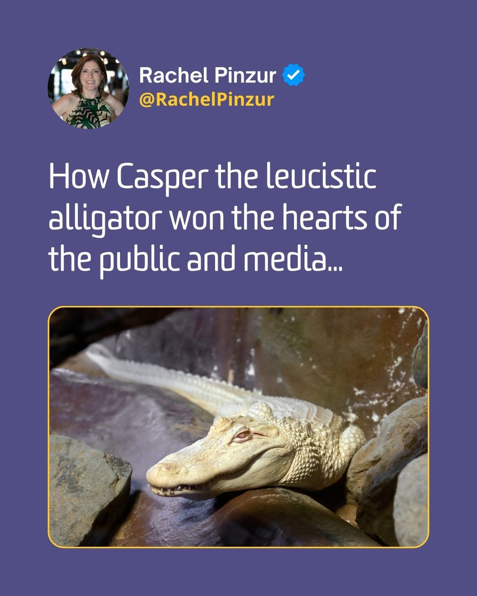 Rachel Pinzur tweet media