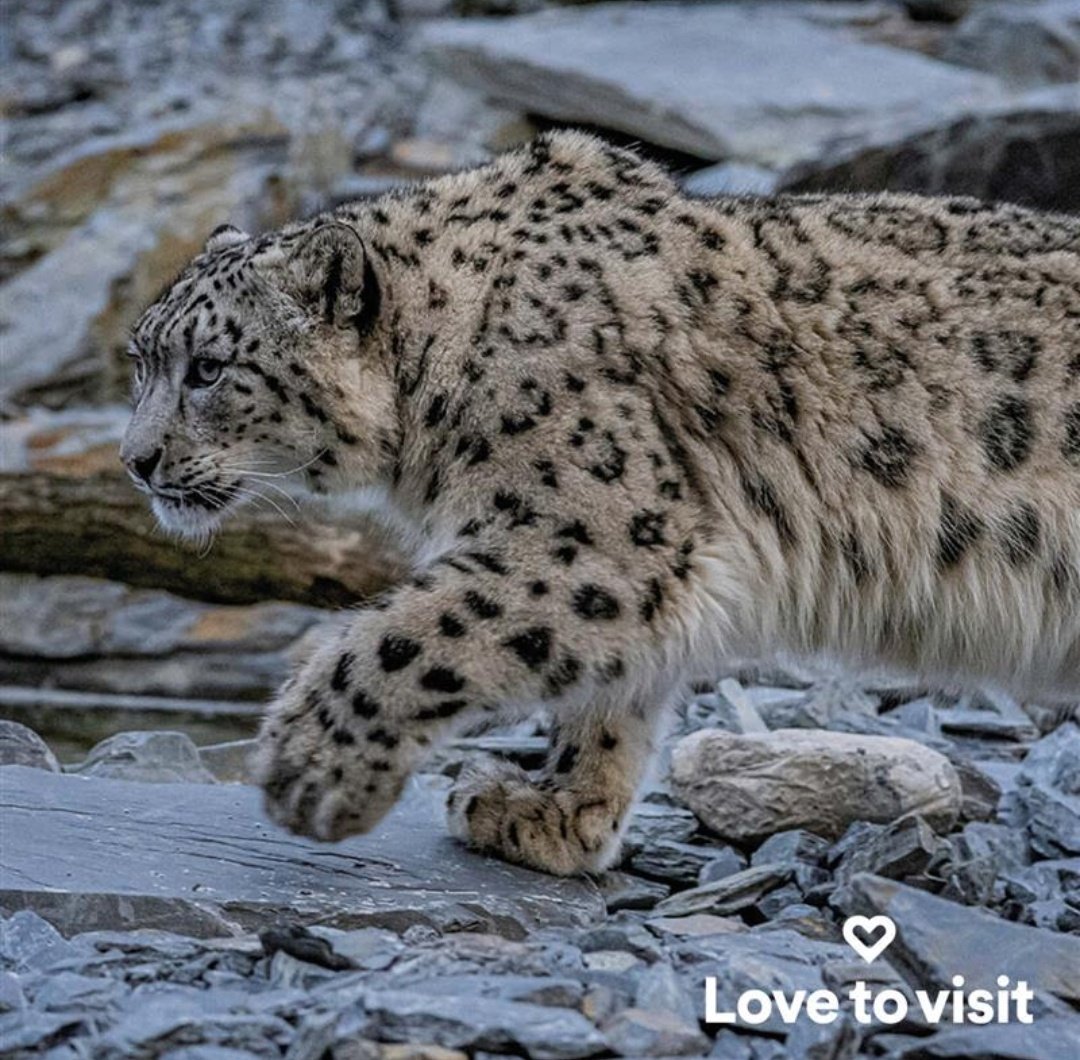 See what's happening this Easter at Lovetovisit! ❓ What: Snow Leopards Debut at Chester Zoo 📍 Where: Chester Zoo 📅 When: Throughout Easter 💷 Offer: Tickets from Just £31.50 Chester Zoo Admission Tickets - UK's Most Popular Zoo (lovetovisit.com)