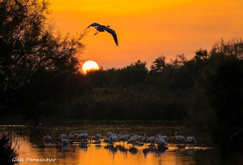 Camargue sunset in France in flight Gray Heron ,Flamingos in the water