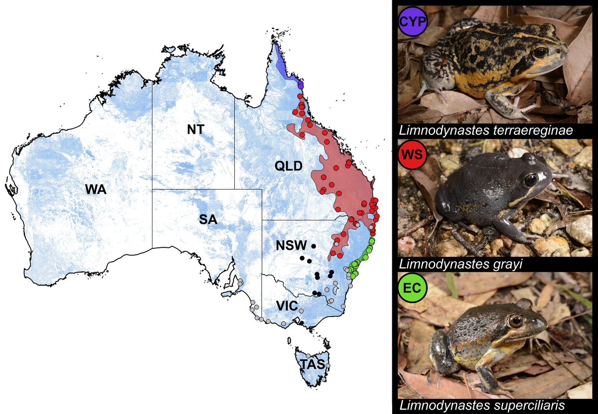 Click the link below to read about the systematics and taxonomy of Banjo Frogs! Brought to you by Parkin et al. Open access link: doi.org/10.1643/h20230…