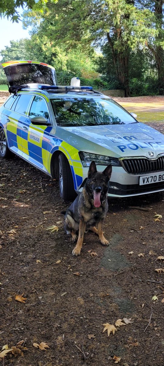 PD Brock showed a wanted male how to play hide and seek last week-despite trying various locations to win the challenge, which included garden hopping, he lost the game to PD Brock 👍🏻🐕