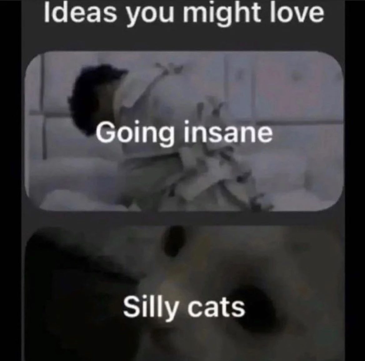 Punch Cat tweet media